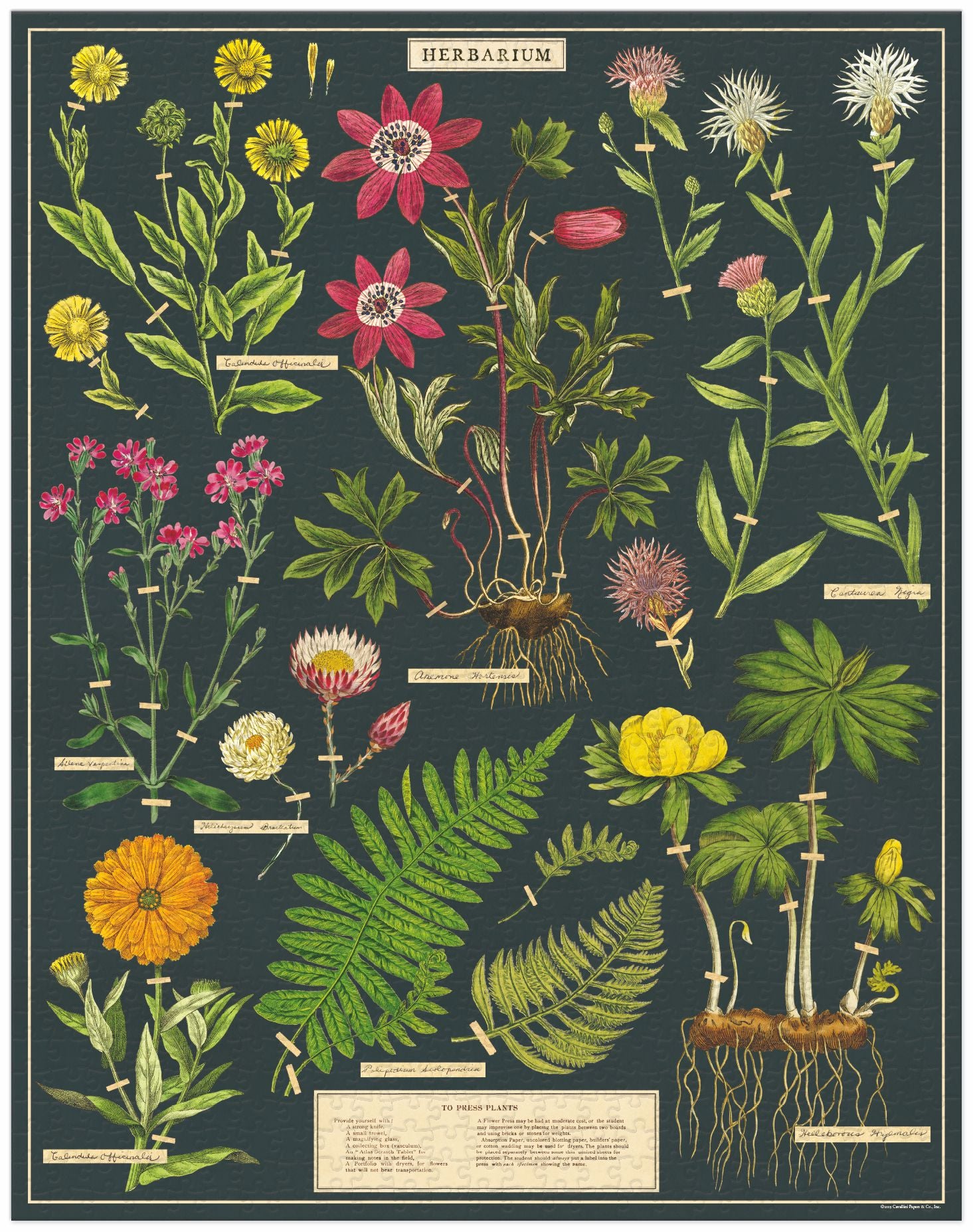 Herbarium 
Cavallini Puzzle 1000 Teile