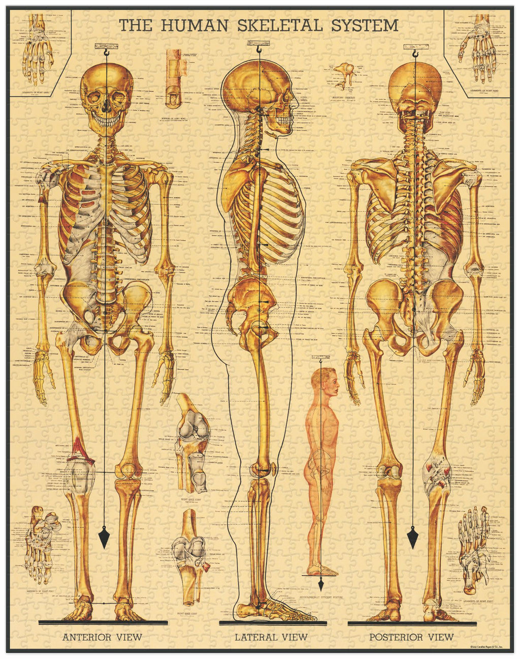 Skeletal System Cavallini Puzzle 1000 Teile