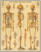 Skeletal System Cavallini Puzzle 1000 Teile