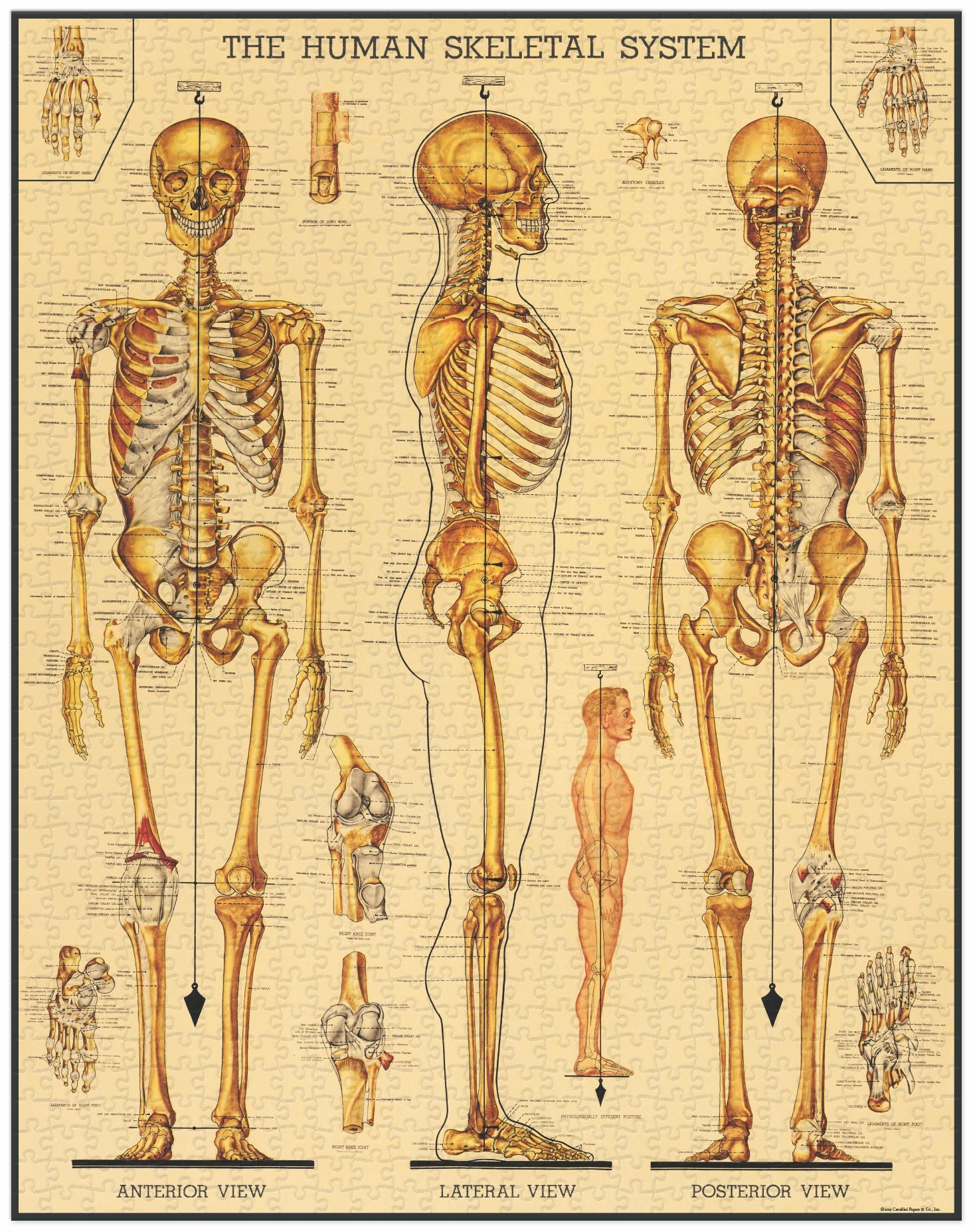 Skeletal System Cavallini Puzzle 1000 Teile