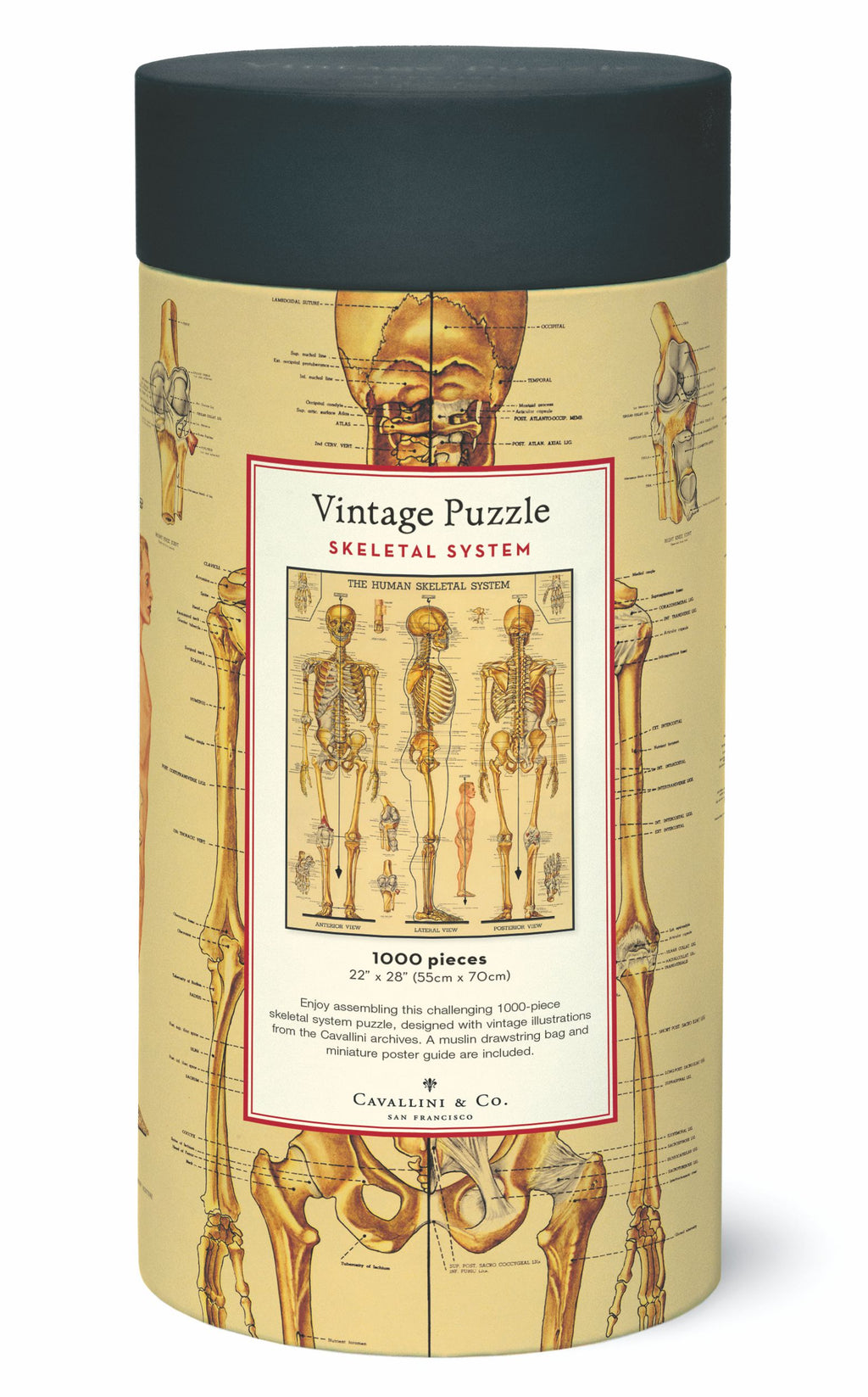 Skeletal System Cavallini Puzzle 1000 Teile