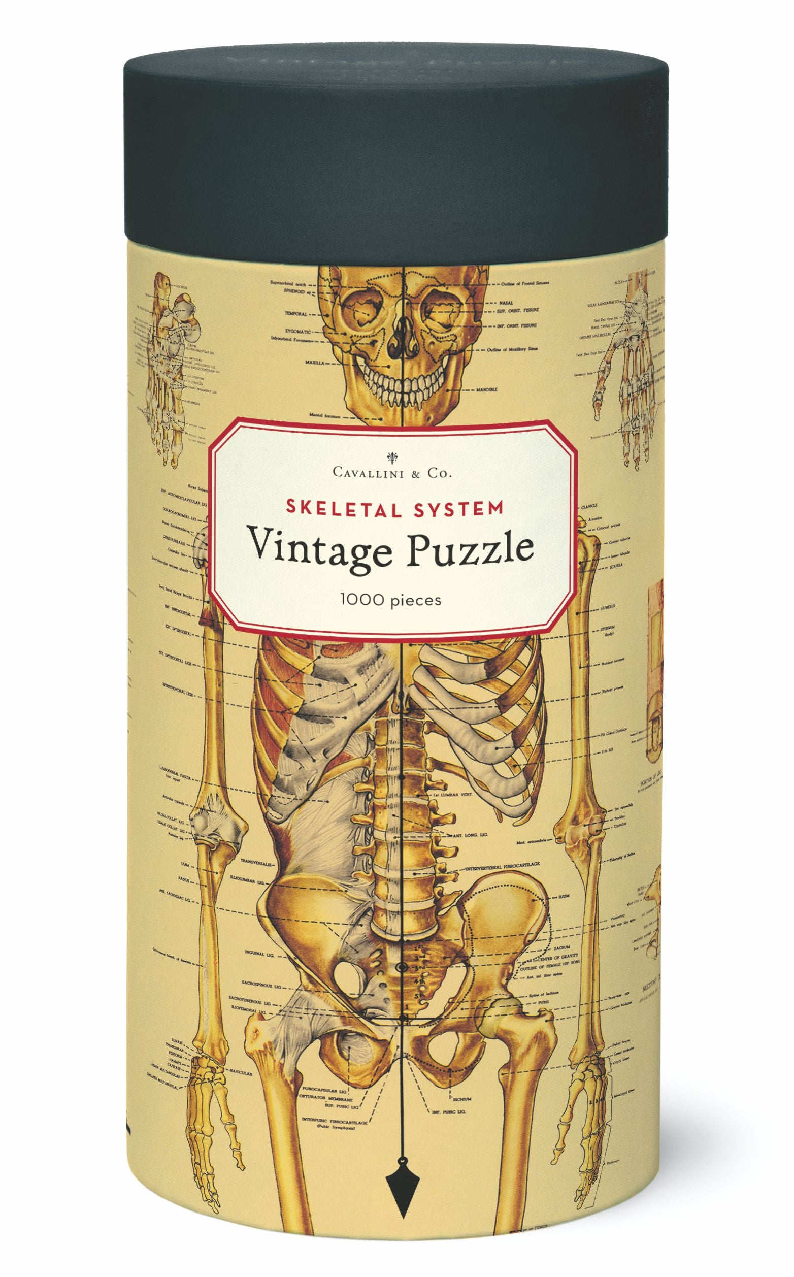 Skeletal System Cavallini Puzzle 1000 Teile