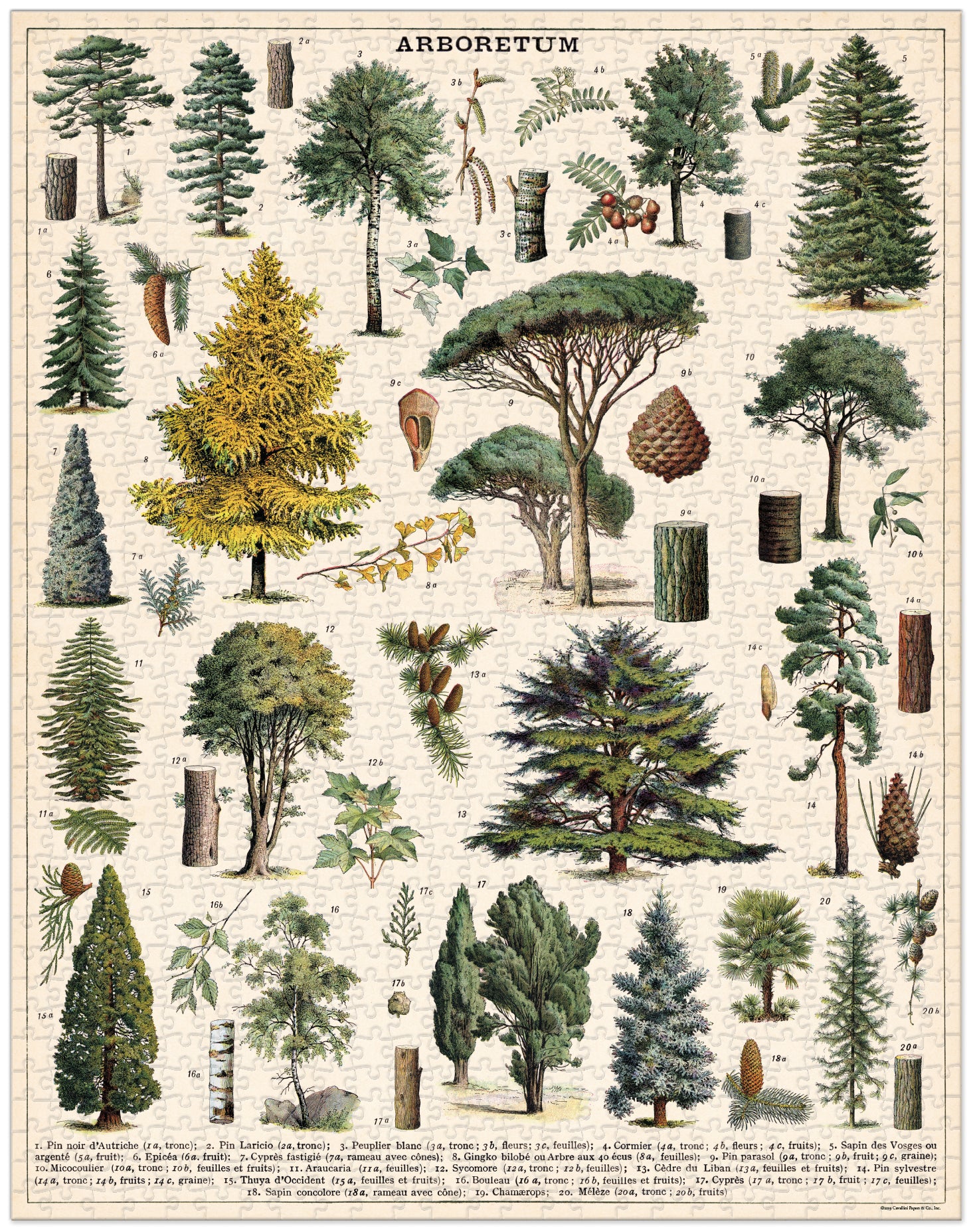 Arbetum Cavallini Puzzle 1000 Teile