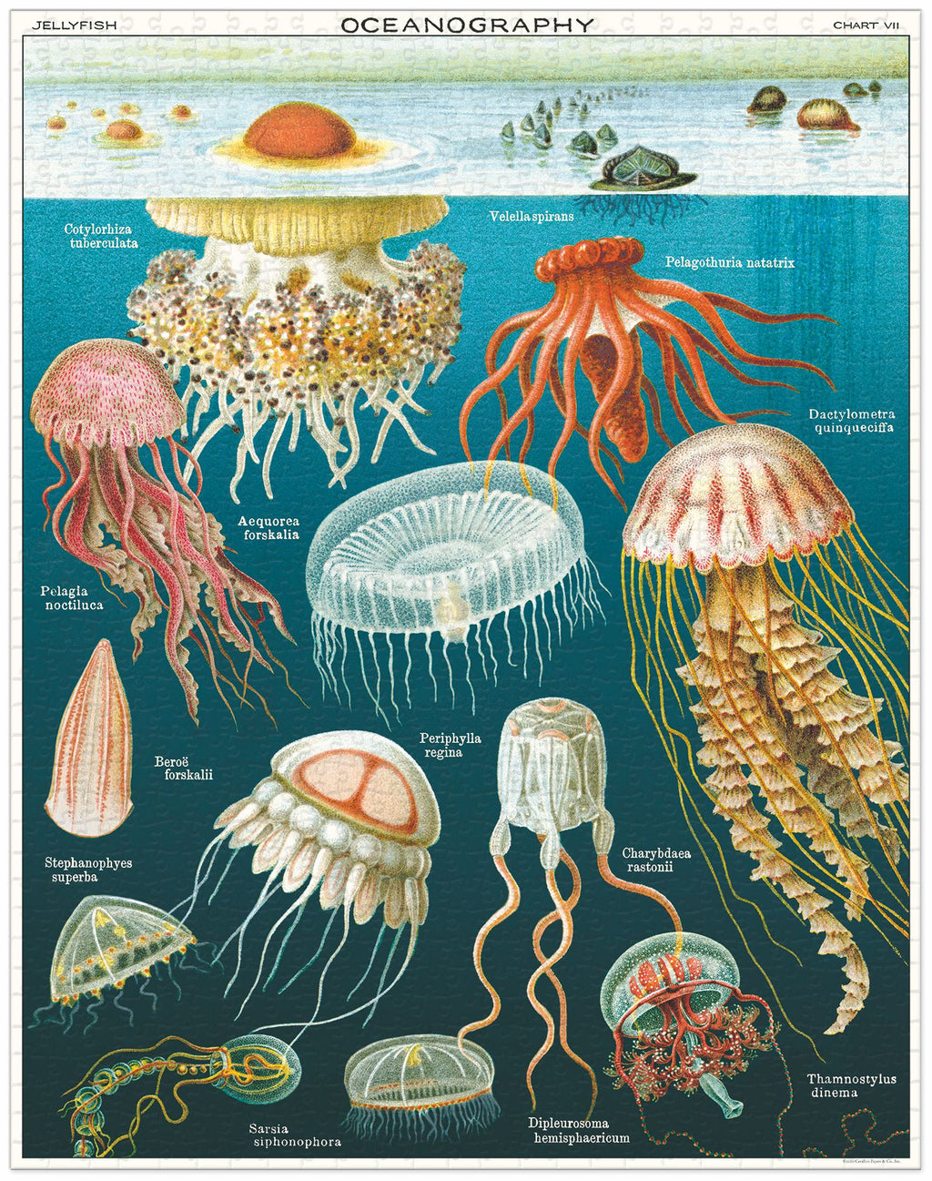 Jellyfish 
Cavallini Puzzle 1000 Teile