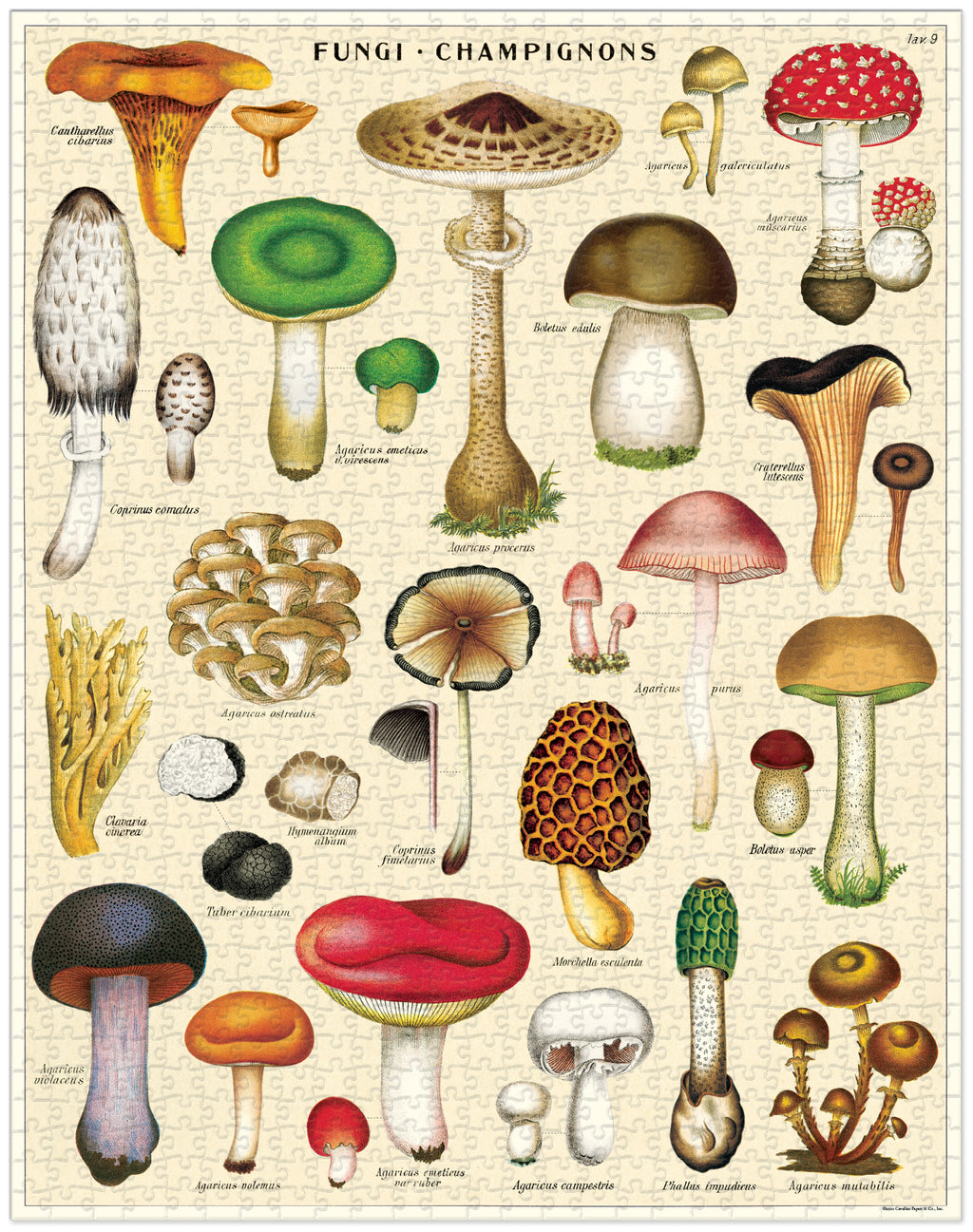Mushrooms 
Cavallini Puzzle 1000 Teile