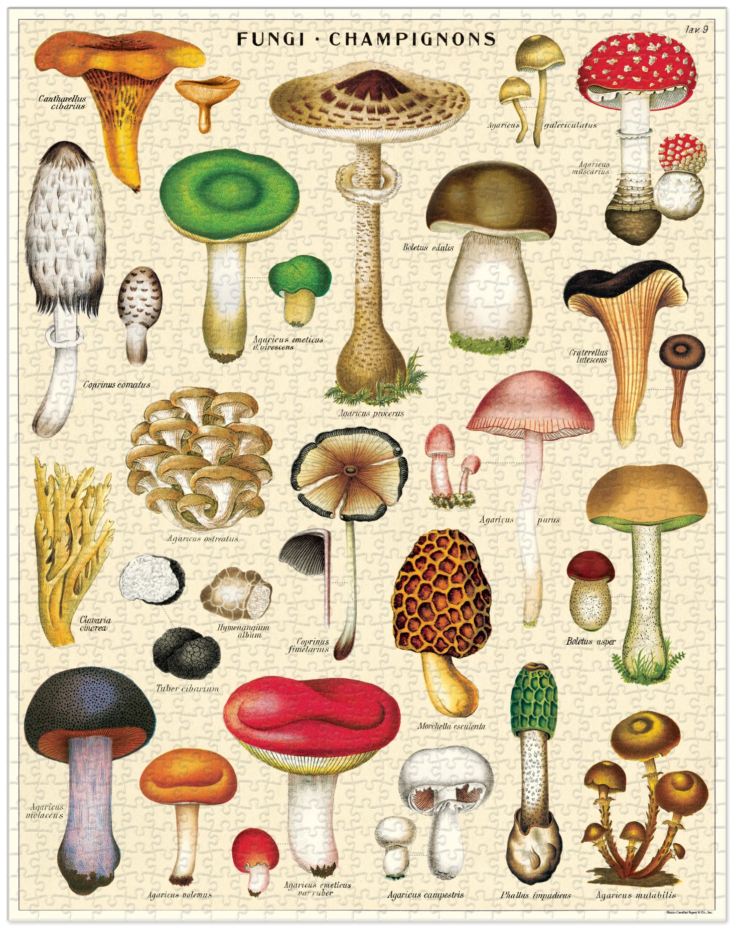 Mushrooms 
Cavallini Puzzle 1000 Teile