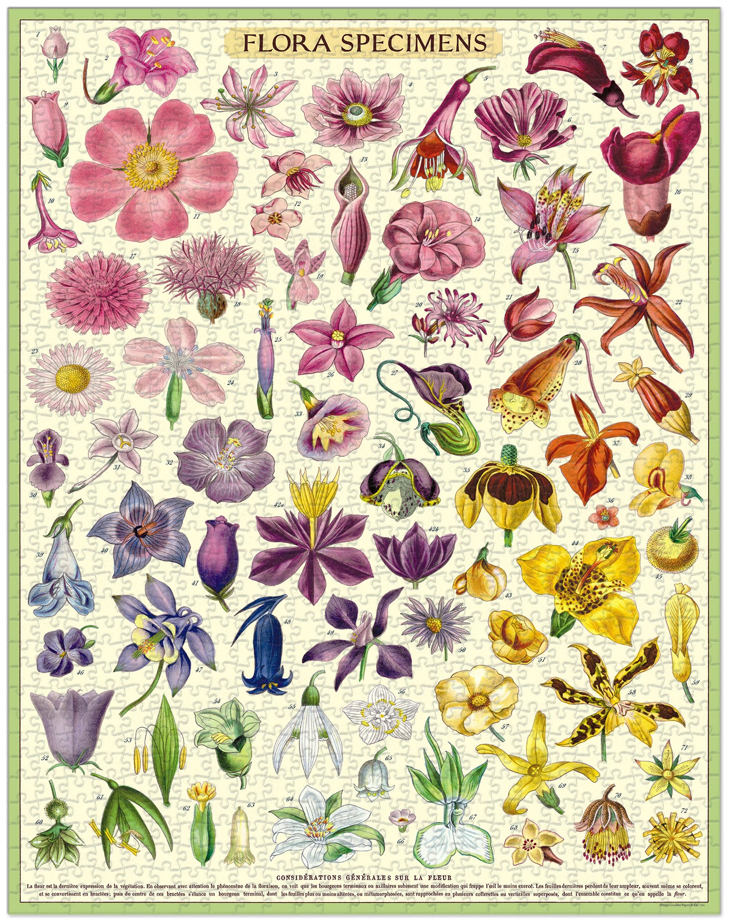 Flora Specimens 
Cavallini Puzzle 1000 Teile