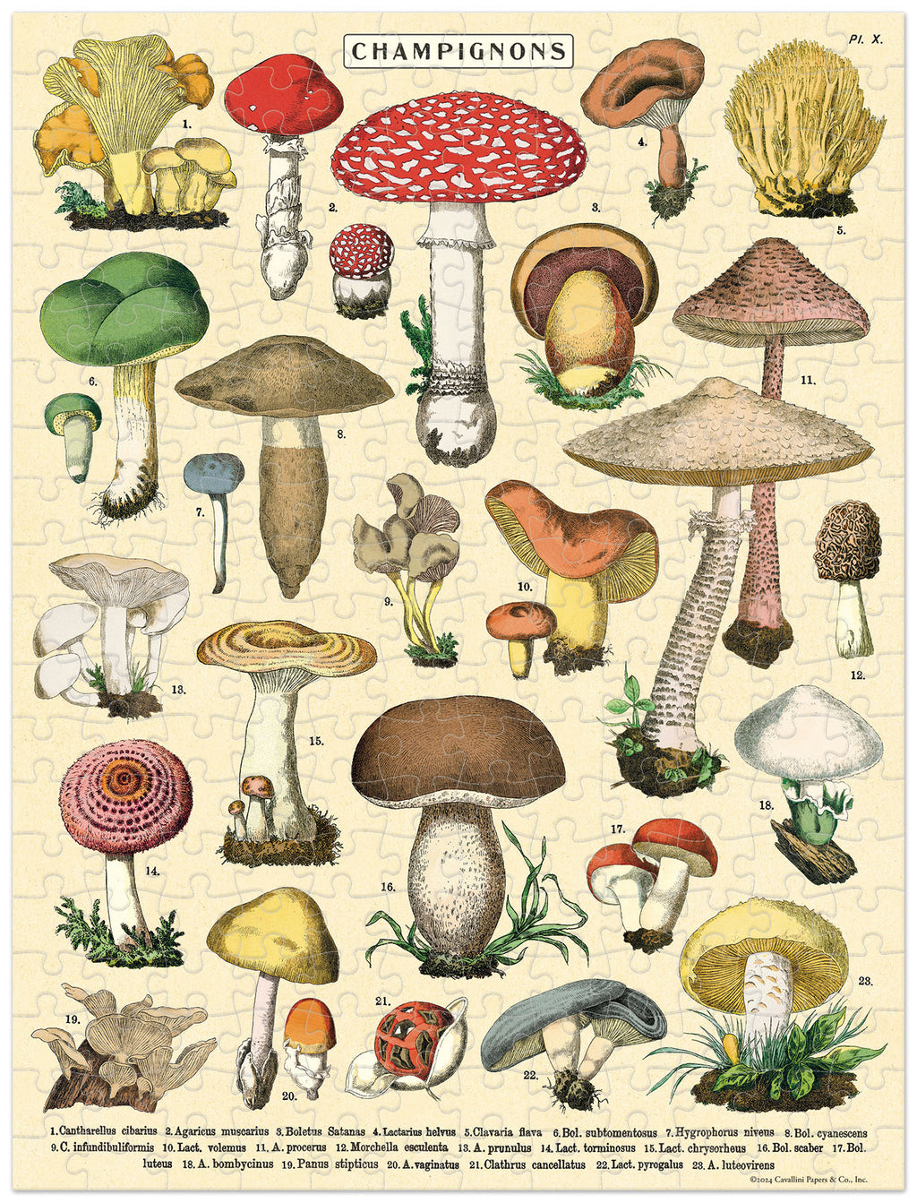 Mini Puzzle Mushrooms 
Cavallini 240 Teile