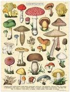 Mini Puzzle Mushrooms 
Cavallini 240 Teile