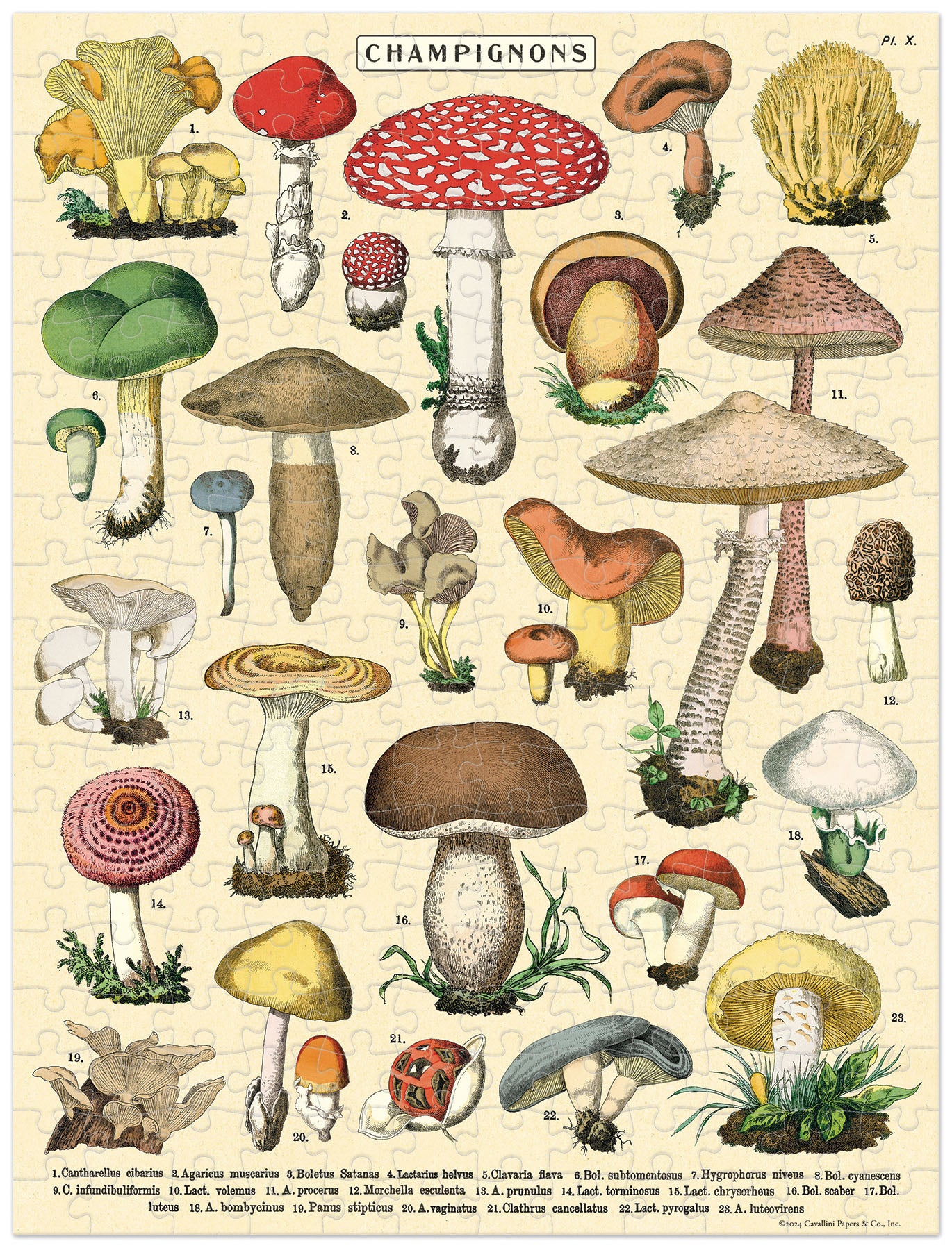 Mini Puzzle Mushrooms 
Cavallini 240 Teile